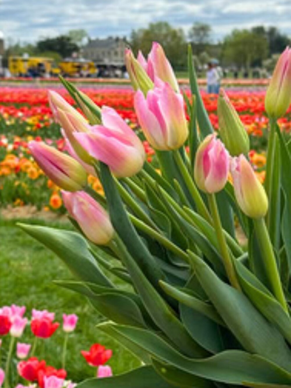 Tulip love